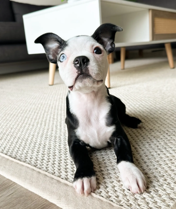 boston terrier-miba (3)