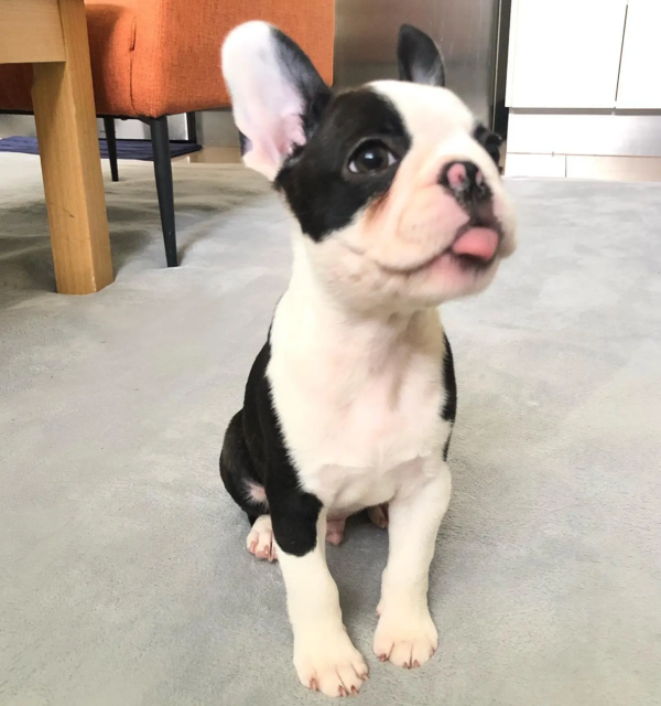 boston terrier- music (2)