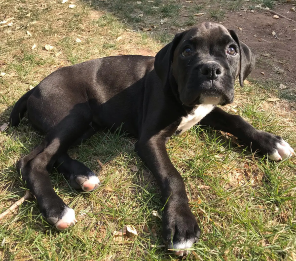 boxer 1 (1)