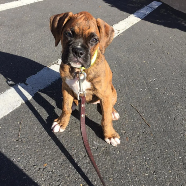 boxer-daisy