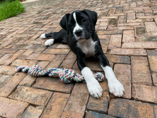 boxer-pepper (1)