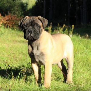 Bull Mastiff Welpen