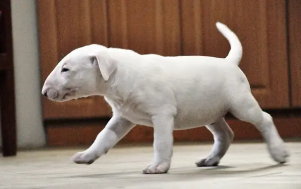 bull terrier (15)