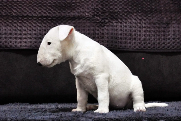bull terrier (5)