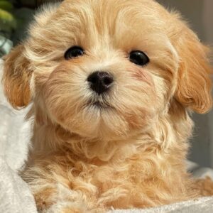 Maltipoo Welpen