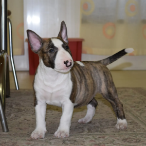 Bull Terrier Welpen