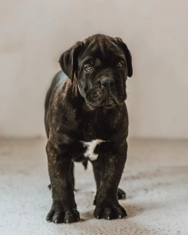 cane corso (10)
