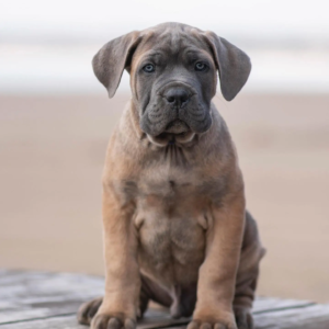 Cane Corso Welpen
