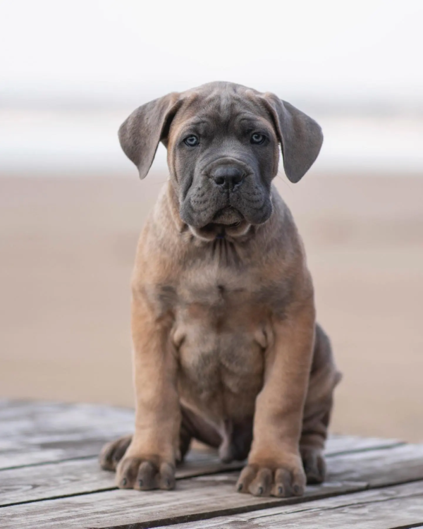 cane corso