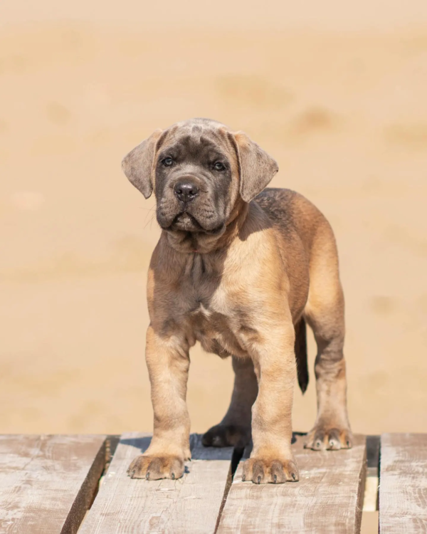 cane corso (4)
