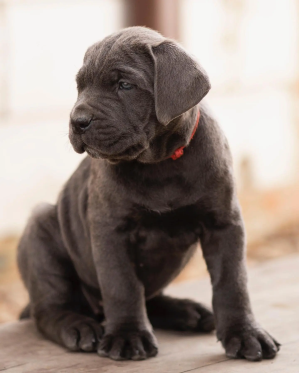 cane corso (7)