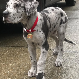 Deutsche Dogge