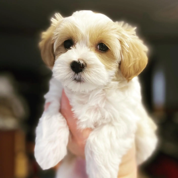 Harvanese (1)