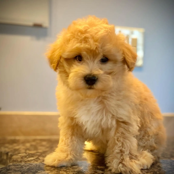 Harvanese (15)