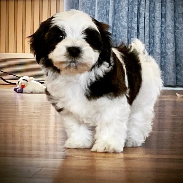 Harvanese