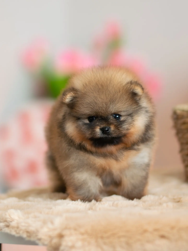 pomeranian (18)