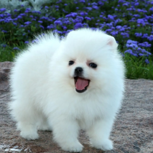 Zwergspitz Pomeranian Welpen