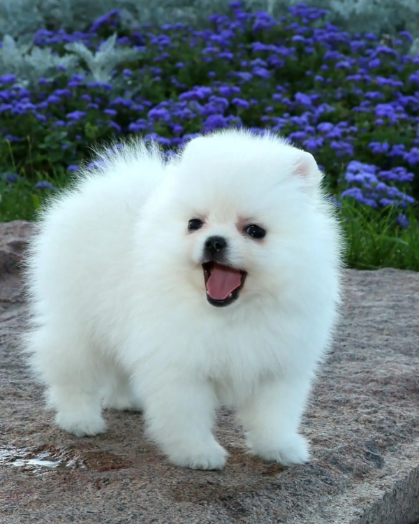 pomeranian