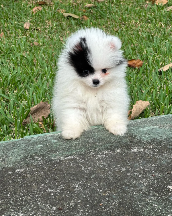 pomeranian (5)