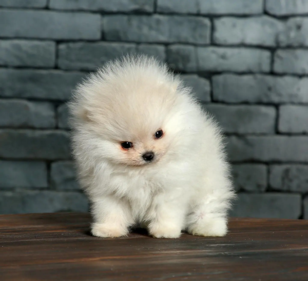 pomeranian (58)