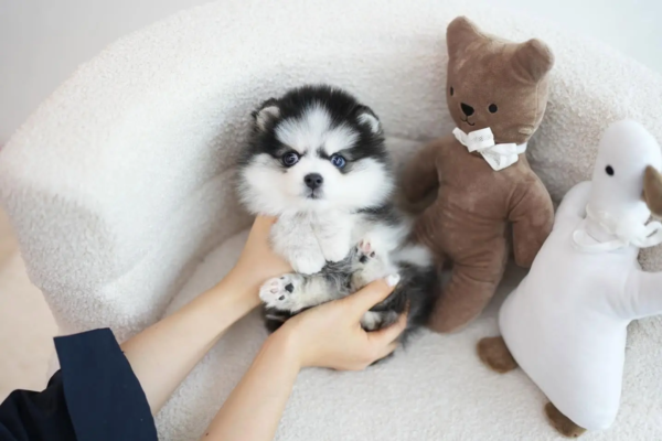 pomsky1 (61)