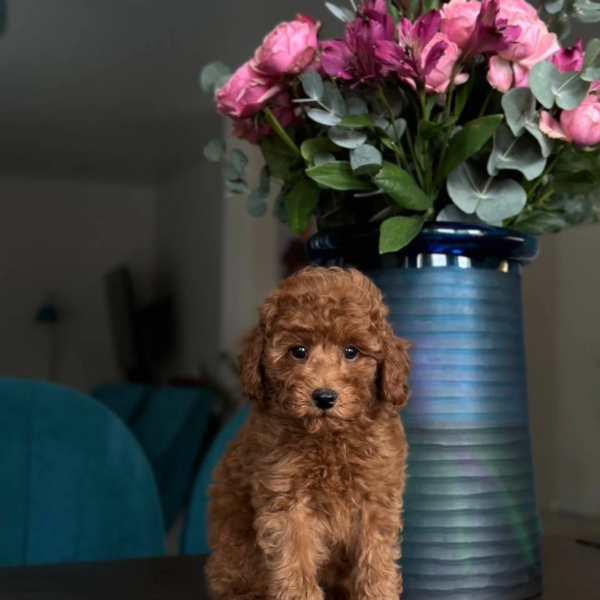 poodle two (17)