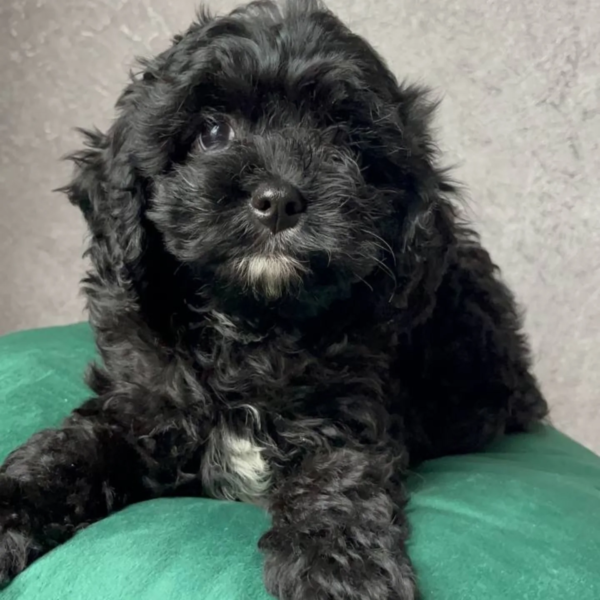 poodle two (4)