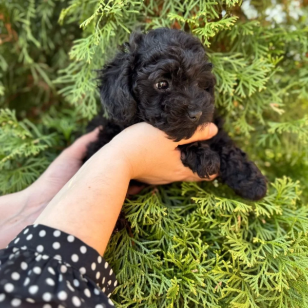toy_poodle__lovers-20250627-0038