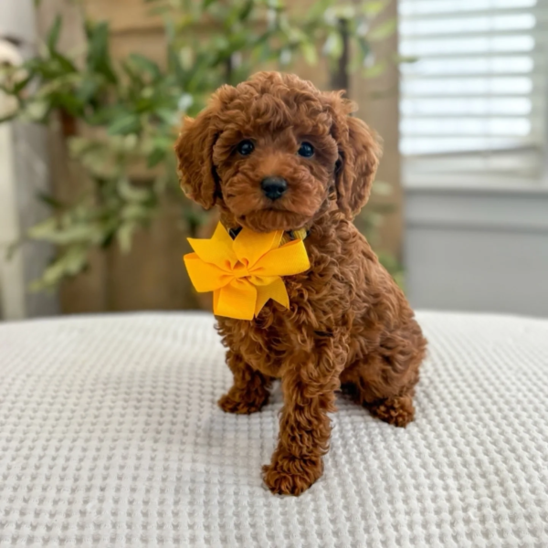 toy_poodle__lovers-20250627-0044