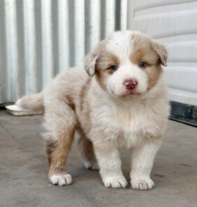 Australische Welpen
