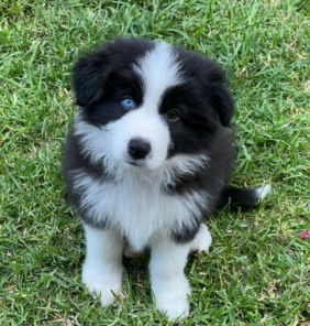 Border Collie