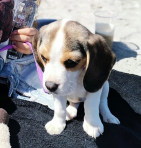 Beagle Welpen