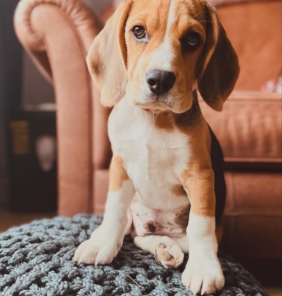Beagle welpen