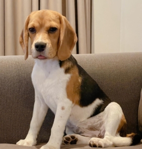 gesunde und geimpfte Beagle Welpen zu verkaufen. Nehmen Sie noch heute Kontakt mit uns auf und holen Sie sich Ihren Welpen.