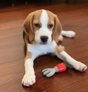 Beagle welpen