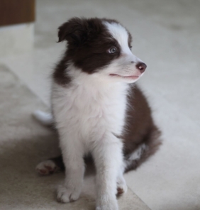 Border Collie