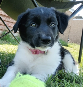 Border Collie