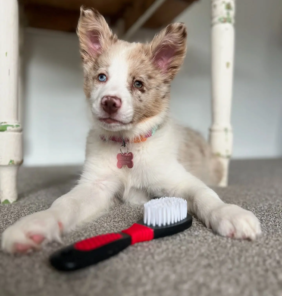 border collie-Zoe (7)