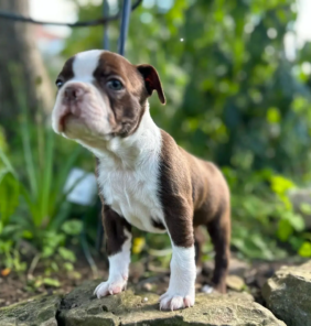 boston terrier