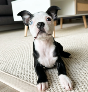 boston terrier-miba (3)