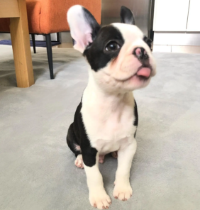 boston terrier- music (2)