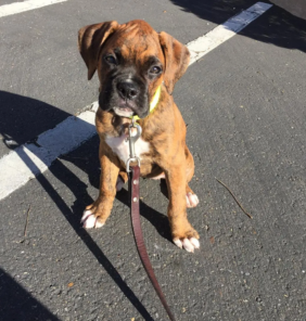 boxer-daisy