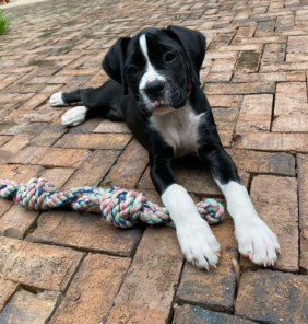 boxer-pepper (1)