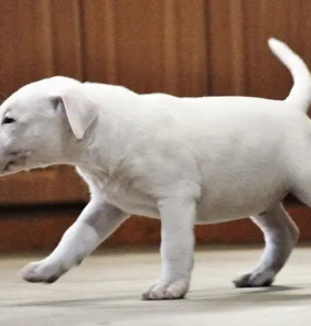 bull terrier (15)