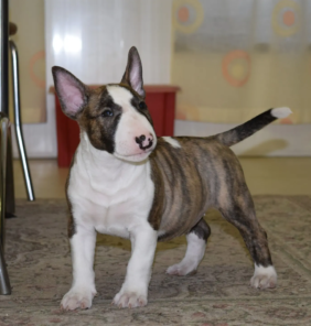 bull terrier