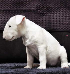 bull terrier (5)