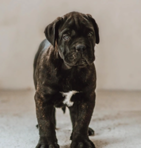 cane corso (10)