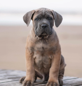 cane corso