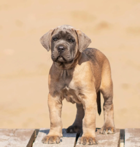 cane corso (4)