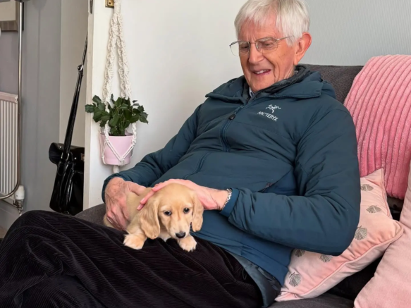 chidax_dachshunds_chihuahuas-20250318-0001